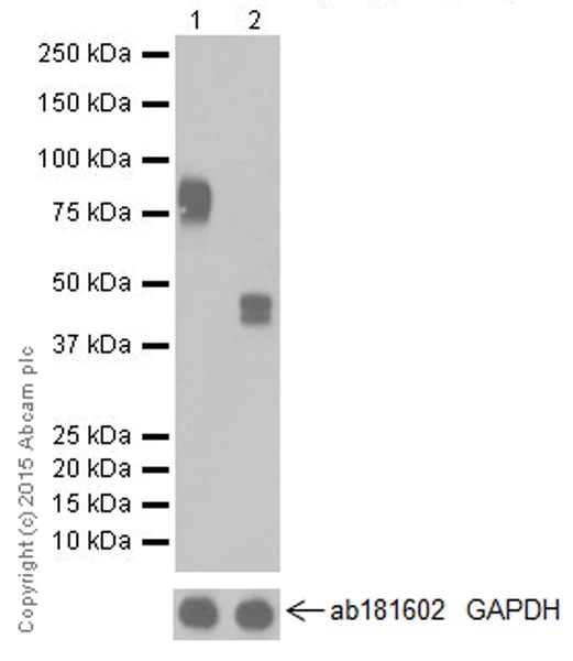 Western blot - Anti-Poliovirus Receptor/PVR antibody [EPR17302] (AB205304)