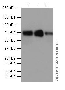 Western blot - Anti-Poliovirus Receptor/PVR antibody [EPR17302] (AB205304)