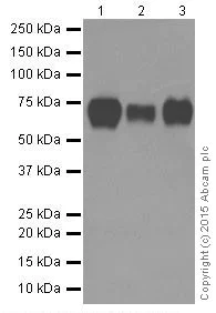 Western blot - Anti-Poliovirus Receptor/PVR antibody [EPR17302] (AB205304)