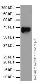 Western blot - Anti-Poliovirus Receptor/PVR antibody [EPR17302] (AB205304)