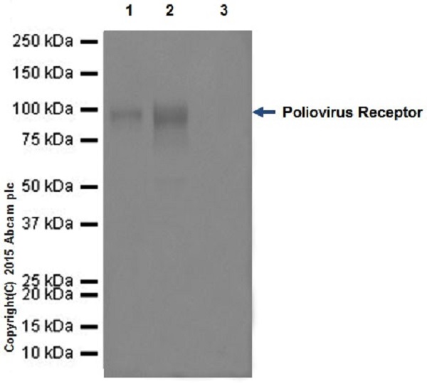 Immunoprecipitation - Anti-Poliovirus Receptor/PVR antibody [EPR17302] - BSA and Azide free (AB228348)