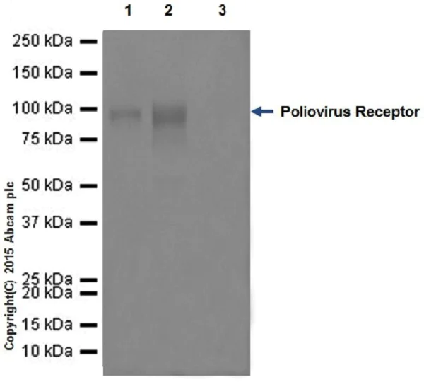 Immunoprecipitation - Anti-Poliovirus Receptor/PVR antibody [EPR17302] - BSA and Azide free (AB228348)
