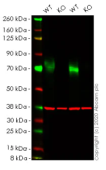 Western blot - Anti-Poliovirus Receptor/PVR antibody [EPR17302] - BSA and Azide free (AB228348)