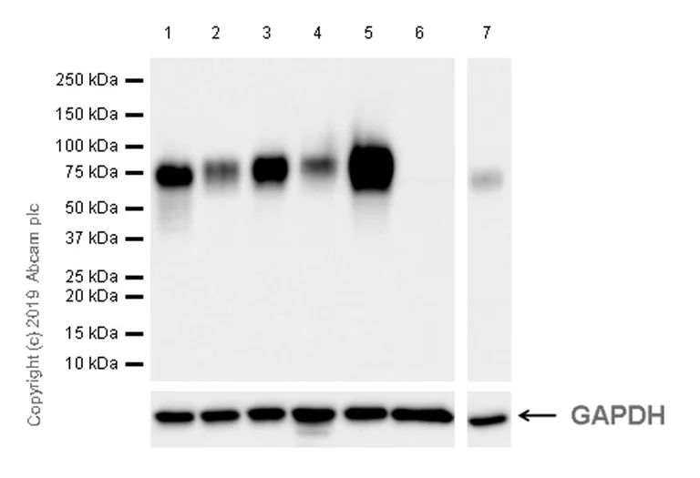 Western blot - Anti-Poliovirus Receptor/PVR antibody [EPR22672-151] (AB267788)