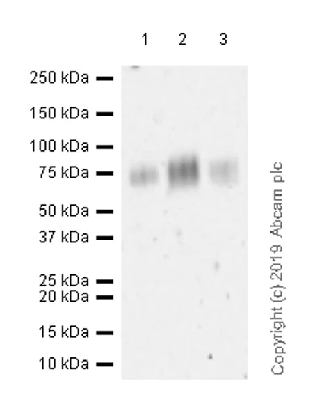 Western blot - Anti-Poliovirus Receptor/PVR antibody [EPR22672-151] (AB267788)