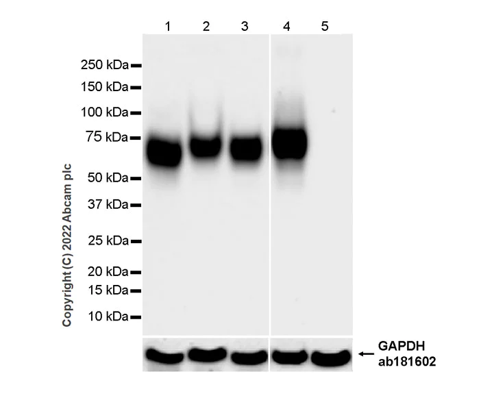 Western blot - Anti-Poliovirus Receptor/PVR antibody [EPR22672-151] - Rat IgG1 (Chimeric) - BSA and Azide free (AB307688)