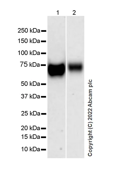 Western blot - Anti-Poliovirus Receptor/PVR antibody [EPR22672-151] - Rat IgG1 (Chimeric) - BSA and Azide free (AB307688)