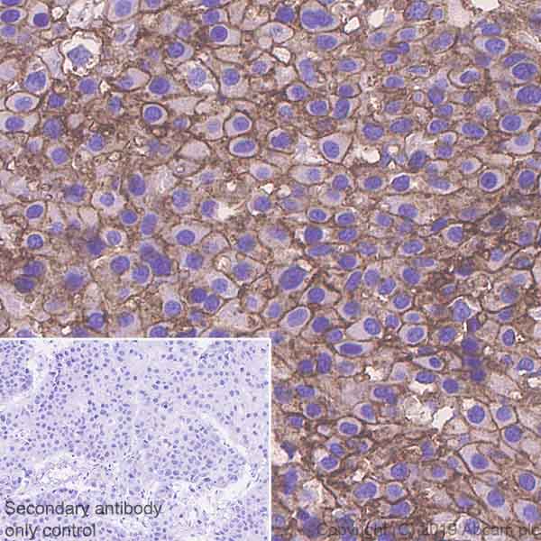 Immunohistochemistry (Formalin/PFA-fixed paraffin-embedded sections) - Anti-Poliovirus Receptor/PVR antibody [EPR23074-270] (AB267389)