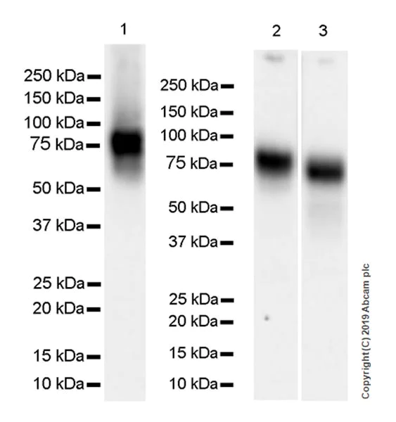 Western blot - Anti-Poliovirus Receptor/PVR antibody [EPR23074-270] (AB267389)