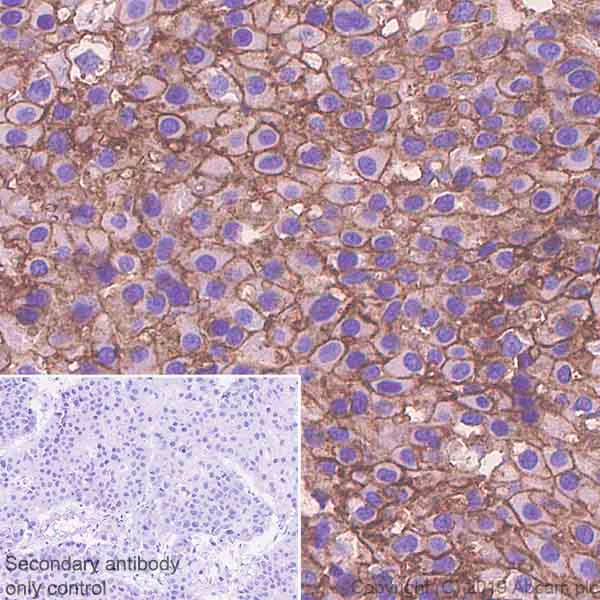 Immunohistochemistry (Formalin/PFA-fixed paraffin-embedded sections) - Anti-Poliovirus Receptor/PVR antibody [EPR23074-270] - BSA and Azide free (AB267398)