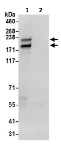 Immunoprecipitation - Anti-POLR1A antibody (AB241950)