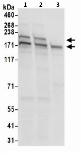 Western blot - Anti-POLR1A antibody (AB241950)