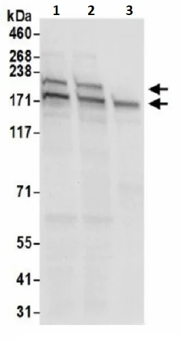 Western blot - Anti-POLR1A antibody (AB241950)