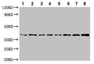 Western blot - Anti-POLR1C antibody (AB224621), expandable thumbnail