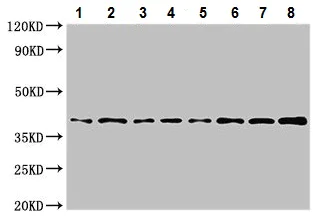 Western blot - Anti-POLR1C antibody (AB224621)