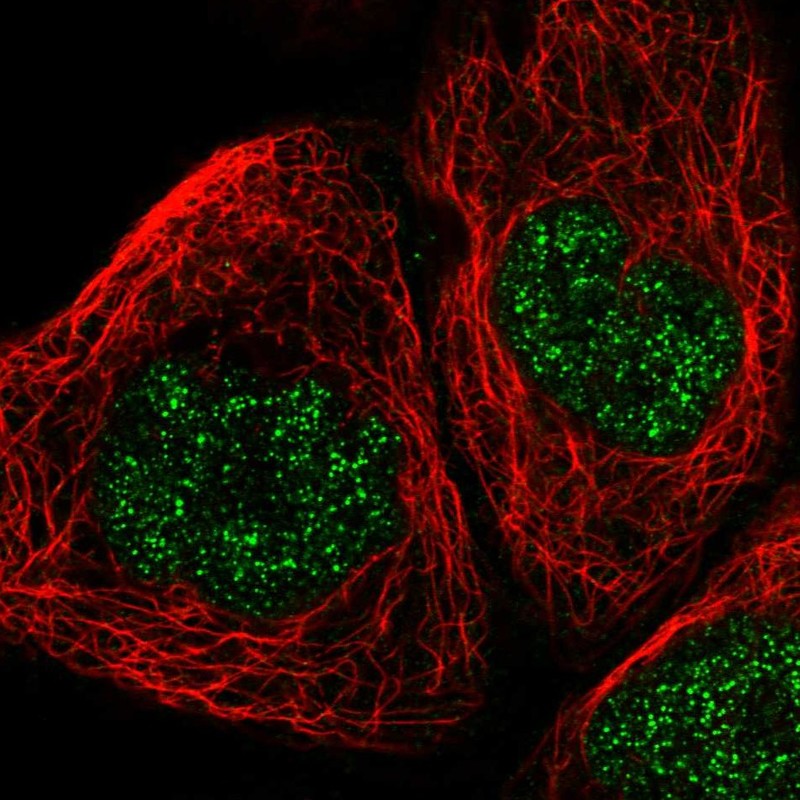 Immunocytochemistry/ Immunofluorescence - Anti-POLR1C antibody (AB246976), expandable thumbnail