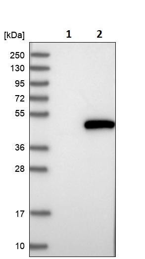 Western blot - Anti-POLR1C antibody (AB246976), expandable thumbnail