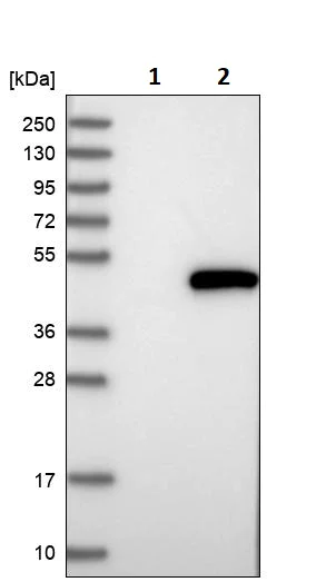 Western blot - Anti-POLR1C antibody (AB246976)