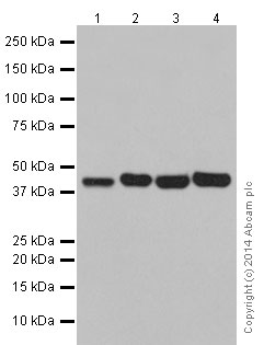 Western blot - Anti-POLR1C antibody [EPR16178] (AB196657), expandable thumbnail