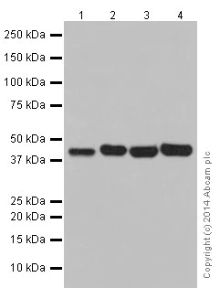 Western blot - Anti-POLR1C antibody [EPR16178] (AB196657)