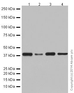 Western blot - Anti-POLR1C antibody [EPR16178] - BSA and Azide free (AB251223)