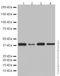 Western blot - Anti-POLR1C antibody [EPR16178] - BSA and Azide free (AB251223)