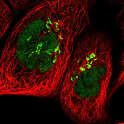 Immunocytochemistry/ Immunofluorescence - Anti-POLR1D antibody (AB243591), expandable thumbnail