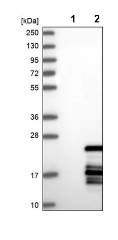 Western blot - Anti-POLR1D antibody (AB243591)