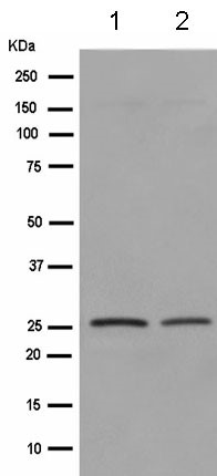Western blot - Anti-POLR2E/rpb5 antibody [EPR11750] (AB180151), expandable thumbnail
