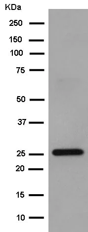 Western blot - Anti-POLR2E/rpb5 antibody [EPR11750] - BSA and Azide free (AB250160)