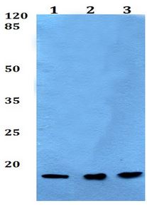 Western blot - Anti-POLR2I antibody (AB192407)