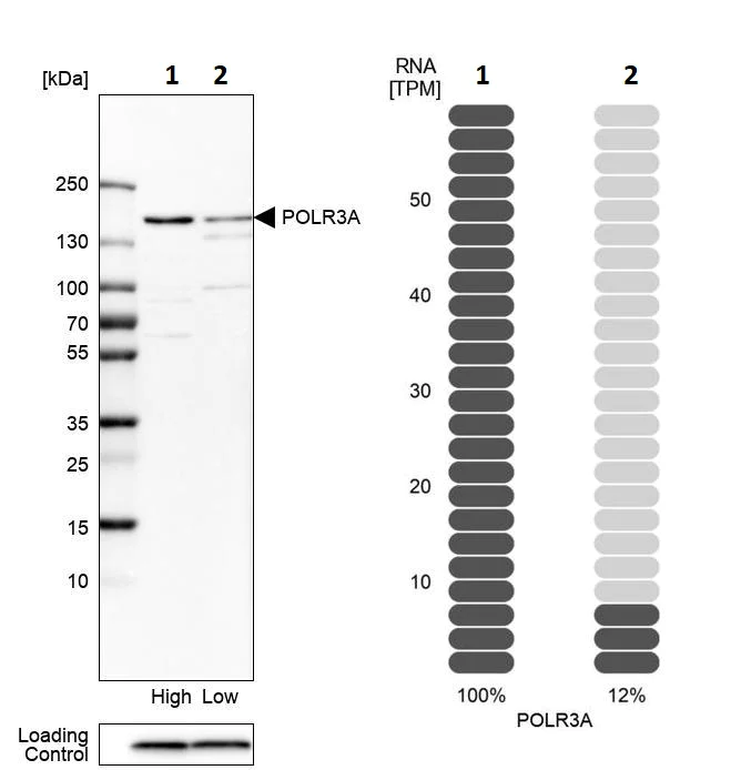 Western blot - Anti-POLR3A antibody (AB247007)