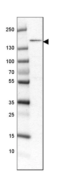 Western blot - Anti-POLR3A antibody (AB247007)