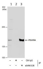 Immunoprecipitation - Anti-POLR3A antibody (AB96328)
