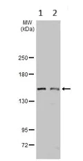 Western blot - Anti-POLR3A antibody (AB96328)