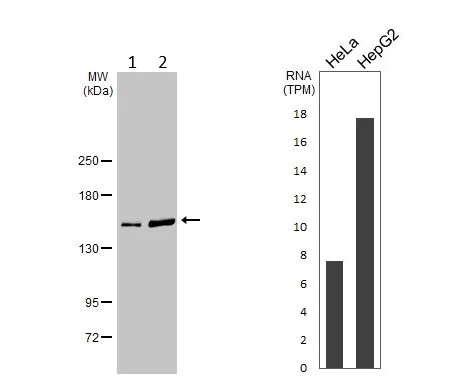 Western blot - Anti-POLR3A antibody (AB96328)