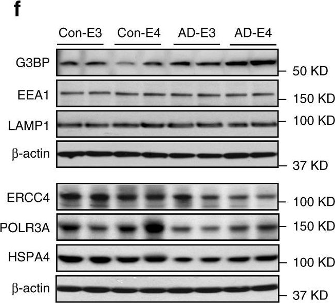 Western blot - Anti-POLR3A antibody (AB96328)