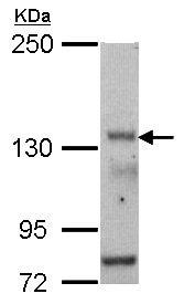 Western blot - Anti-POLR3A antibody (AB96328), expandable thumbnail