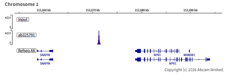 ChIP-sequencing - Anti-POLR3A antibody [EPR30480-88] (AB325791)
