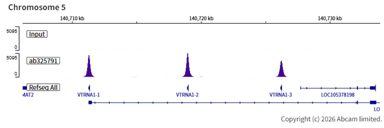 ChIP-sequencing - Anti-POLR3A antibody [EPR30480-88] (AB325791)