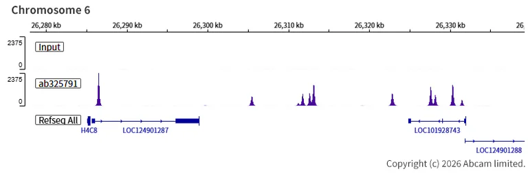 ChIP-sequencing - Anti-POLR3A antibody [EPR30480-88] (AB325791)