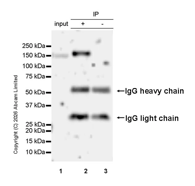Immunoprecipitation - Anti-POLR3A antibody [EPR30480-88] (AB325791)