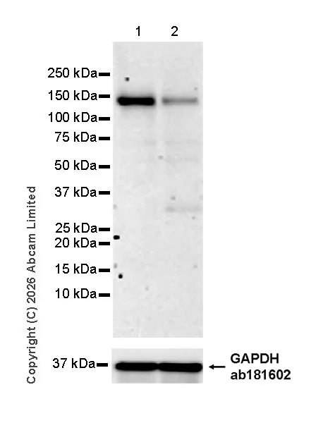 Western blot - Anti-POLR3A antibody [EPR30480-88] (AB325791)