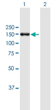 Western blot - Anti-POLRMT antibody (AB167368)