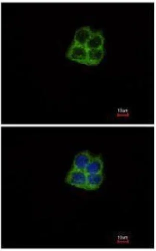 Immunocytochemistry/ Immunofluorescence - Anti-POLRMT antibody (AB228576)