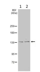 Western blot - Anti-POLRMT antibody (AB228576)