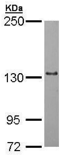 Western blot - Anti-POLRMT antibody (AB228576)