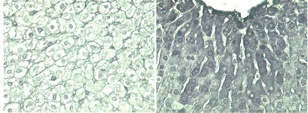 Immunohistochemistry (Frozen sections) - Anti-Poly (ADP-Ribose) Polymer antibody [10H] (AB14459), expandable thumbnail