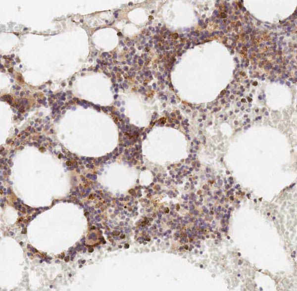 Immunohistochemistry (Formalin/PFA-fixed paraffin-embedded sections) - Anti-Polycystin 1/PC1 antibody [7e12] (AB74115), expandable thumbnail