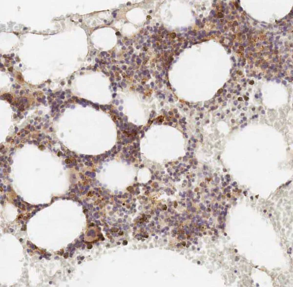 Immunohistochemistry (Formalin/PFA-fixed paraffin-embedded sections) - Anti-Polycystin 1/PC1 antibody [7e12] - BSA and Azide free (AB238662)